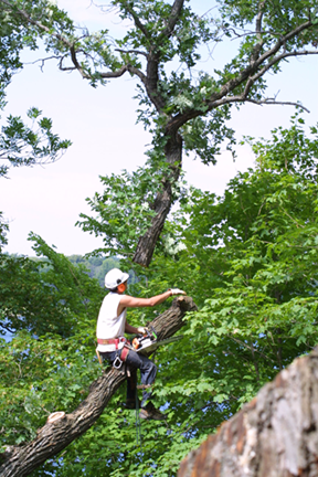 Employee of Wright-Hennepin Electric climbs tree for trimming purposes